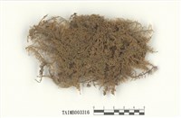 藏品(羽苔屬)的圖片